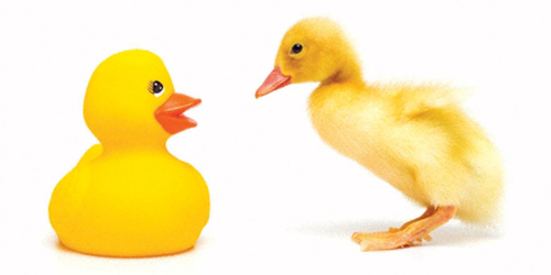 7 tips for thriving in quarantine: Have you joined&nbsp;Zoom?