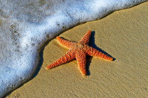 starfish story